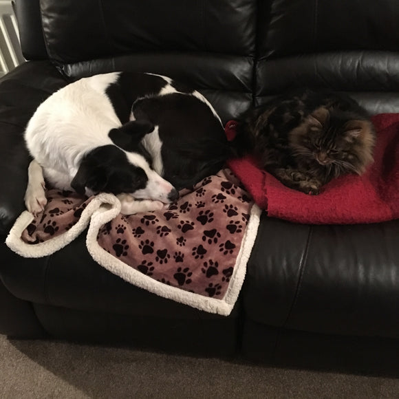 Our dog and cat- Best Friends!