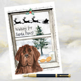 Newfoundland Dog Christmas Card